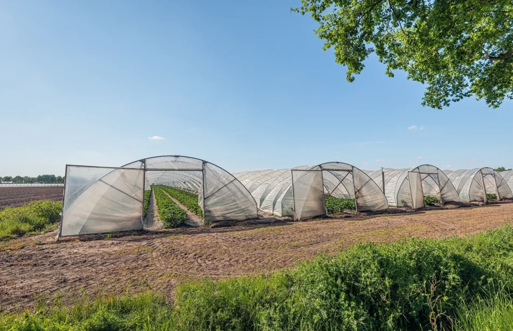 Produce Hoop Greenhouses on Farm