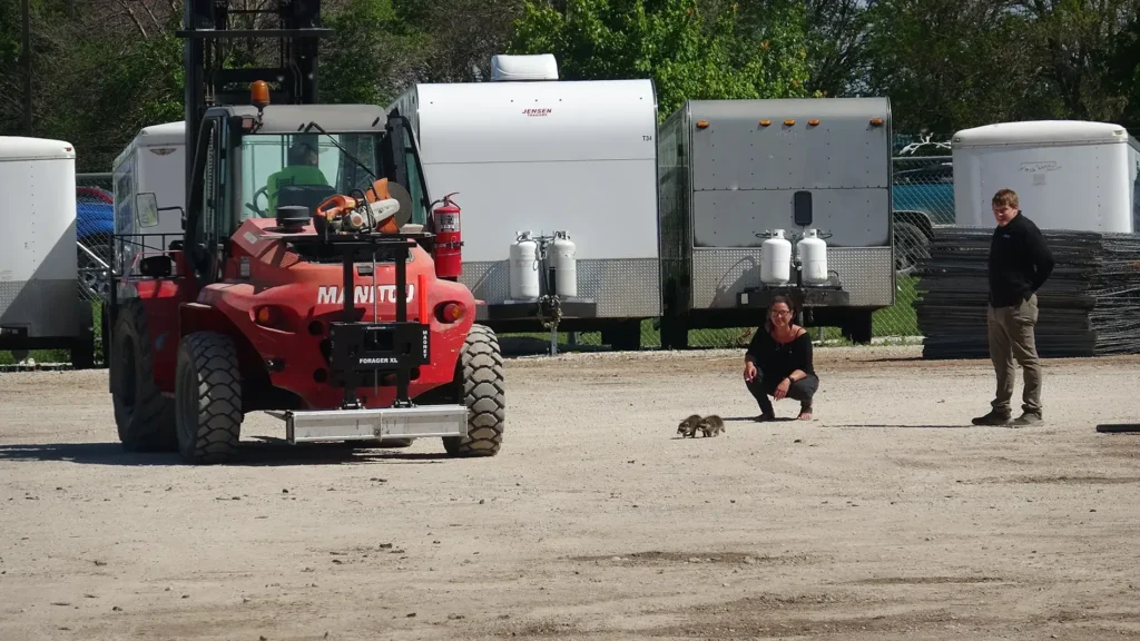 Racoons running to Forager XL