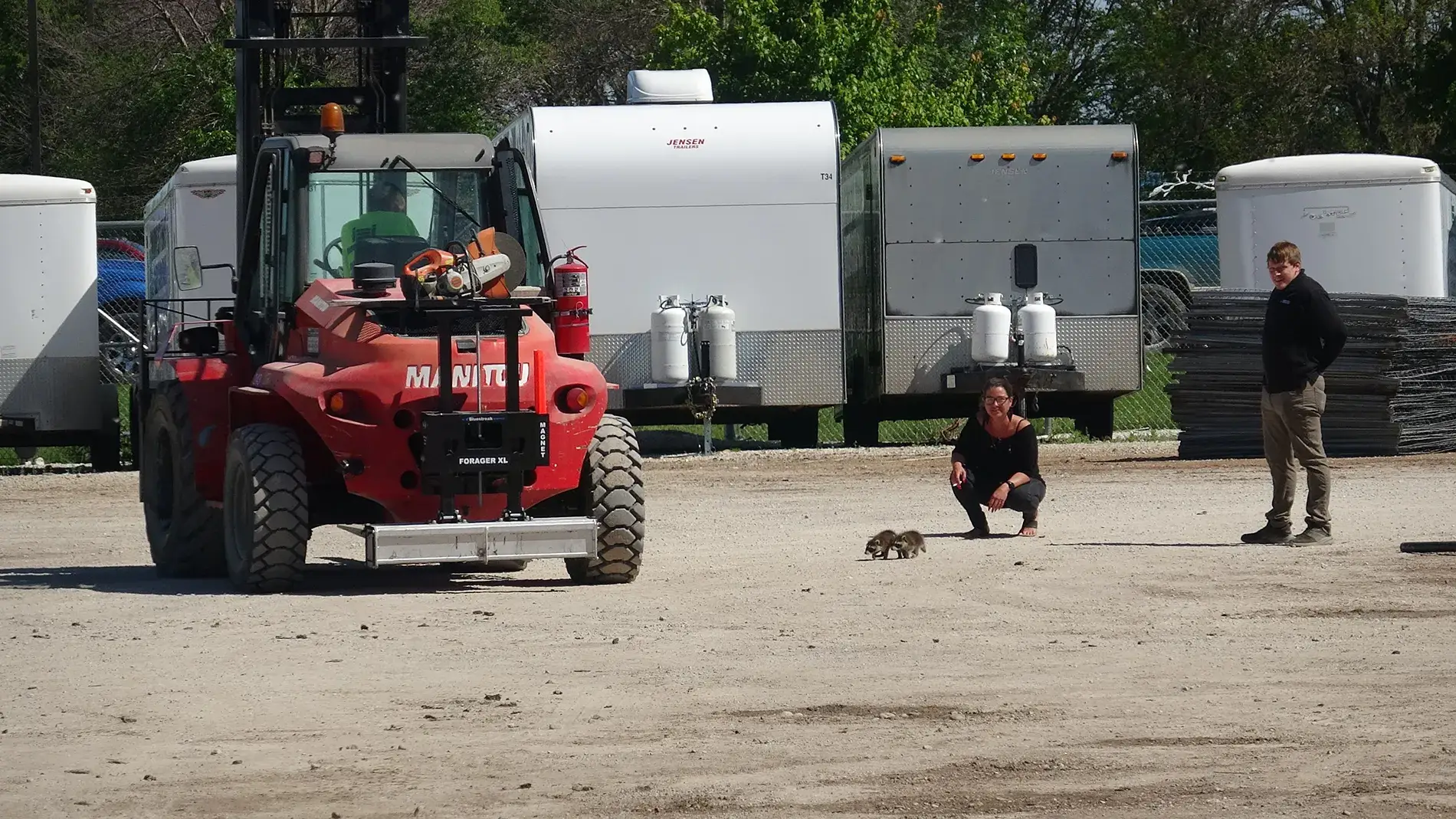 Racoons running to Forager XL